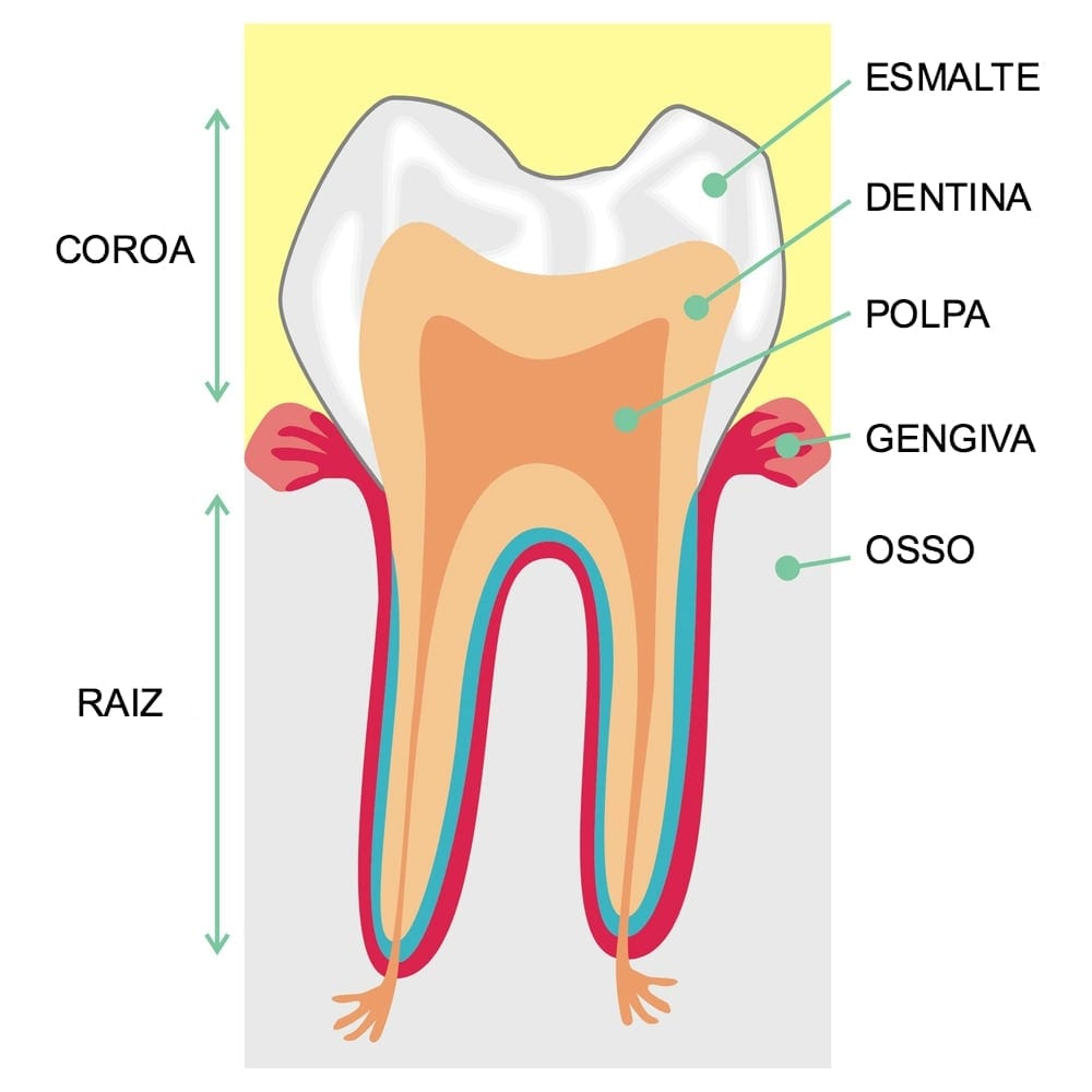 Estrutura do dente